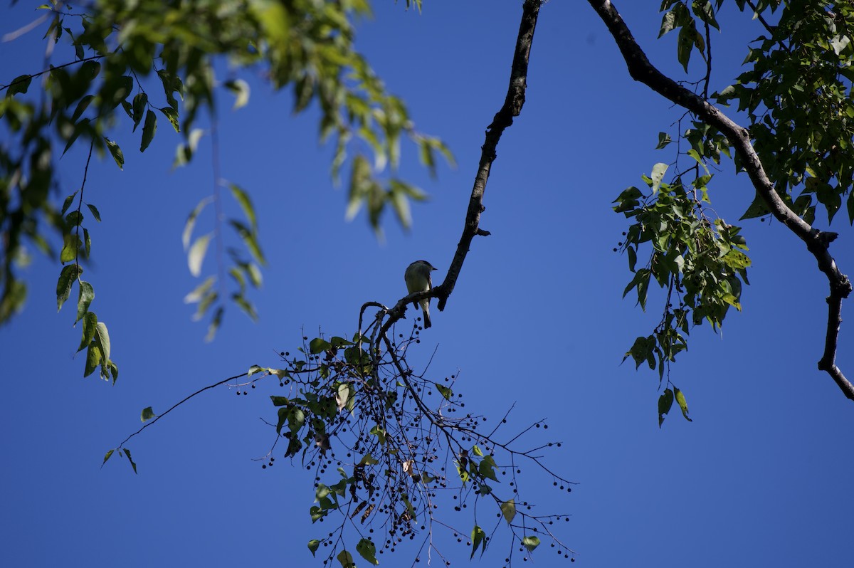 Ak Karınlı Fibi - ML644617469