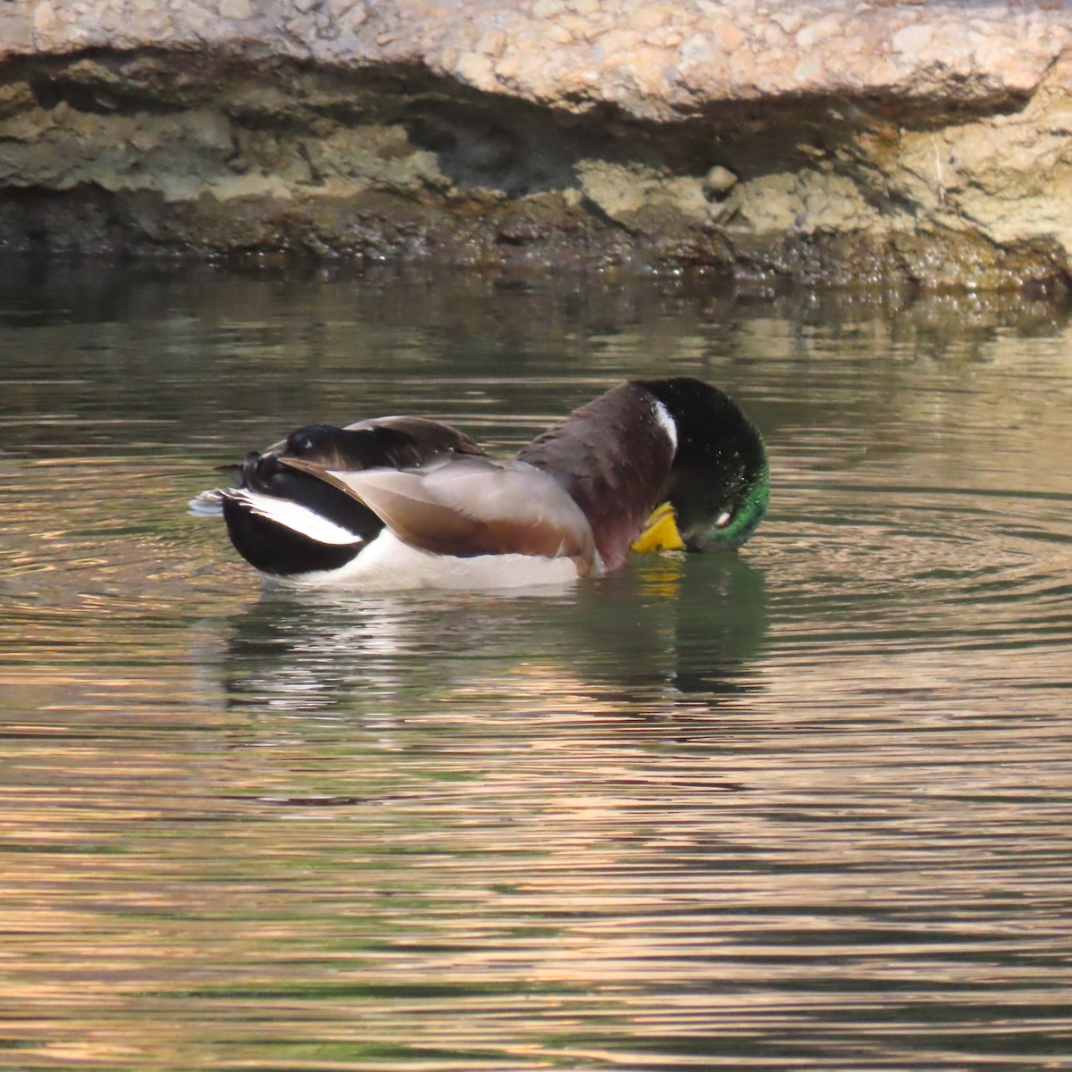 Yeşilbaş - ML644617470