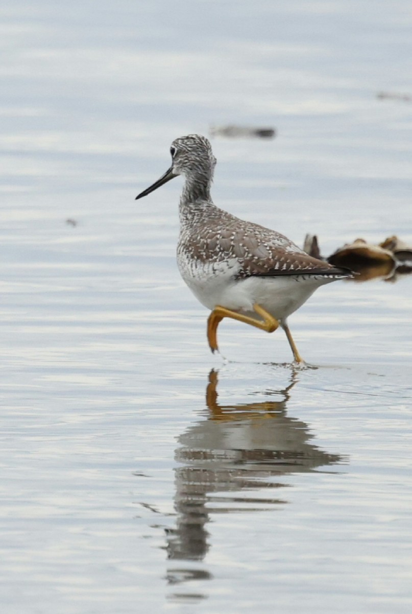 Büyük Sarıbacak - ML644617471