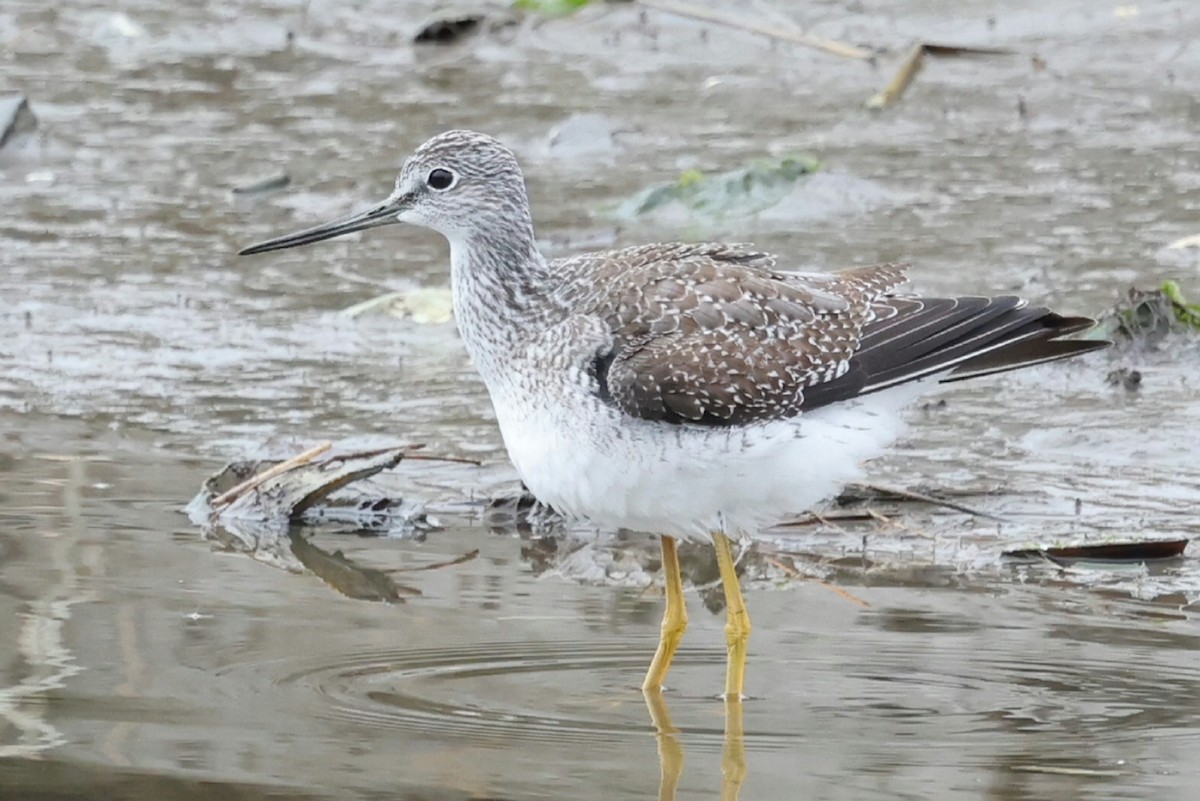 Büyük Sarıbacak - ML644617472