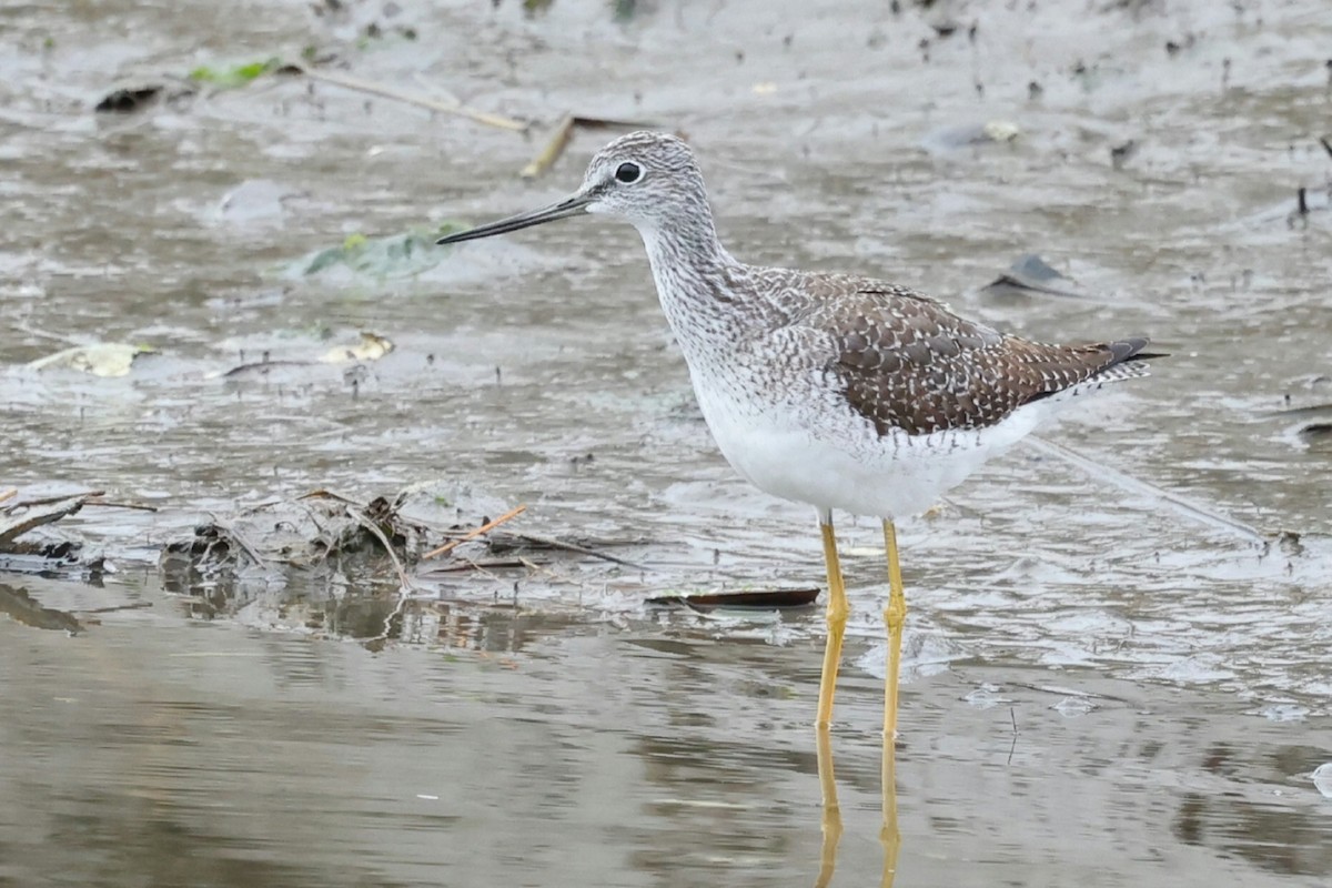 Büyük Sarıbacak - ML644617474