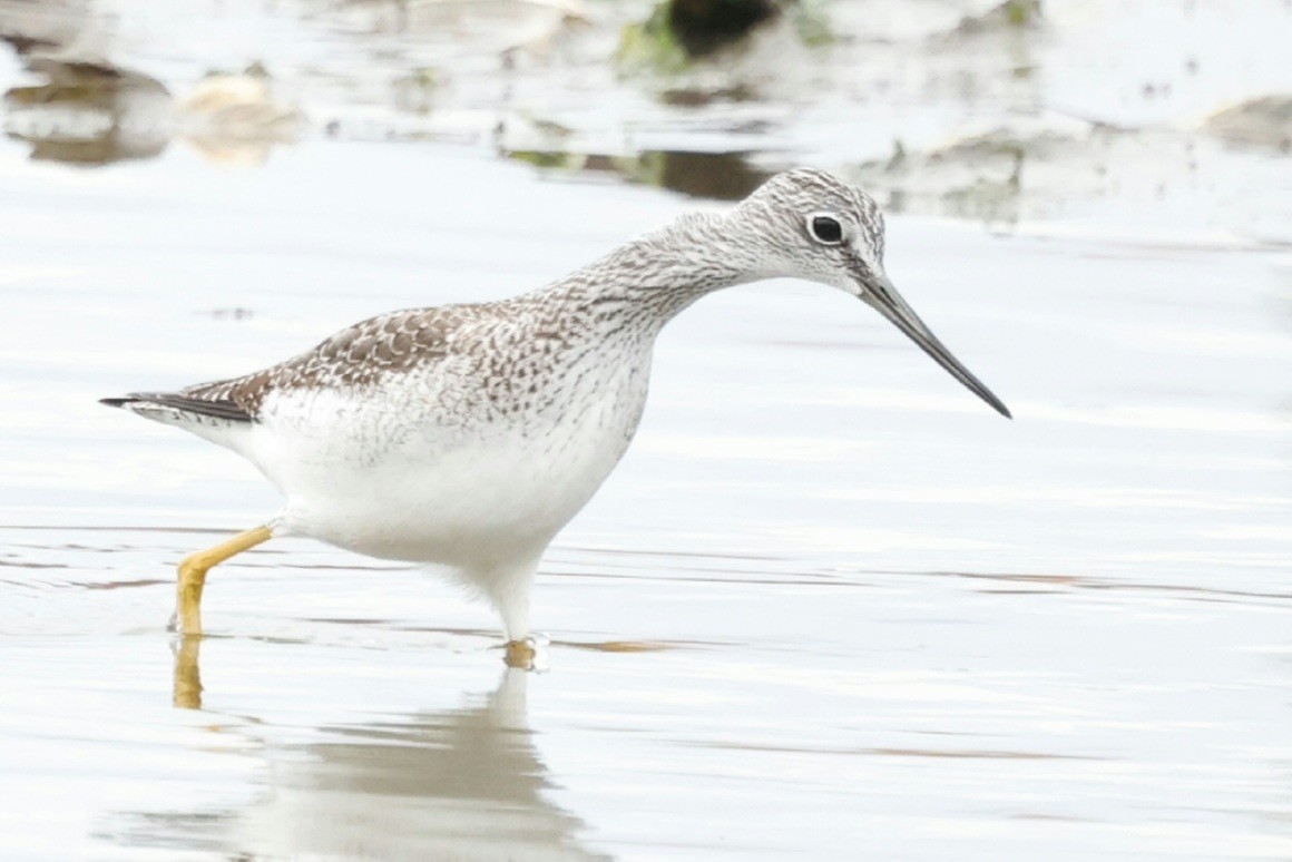 Büyük Sarıbacak - ML644617476