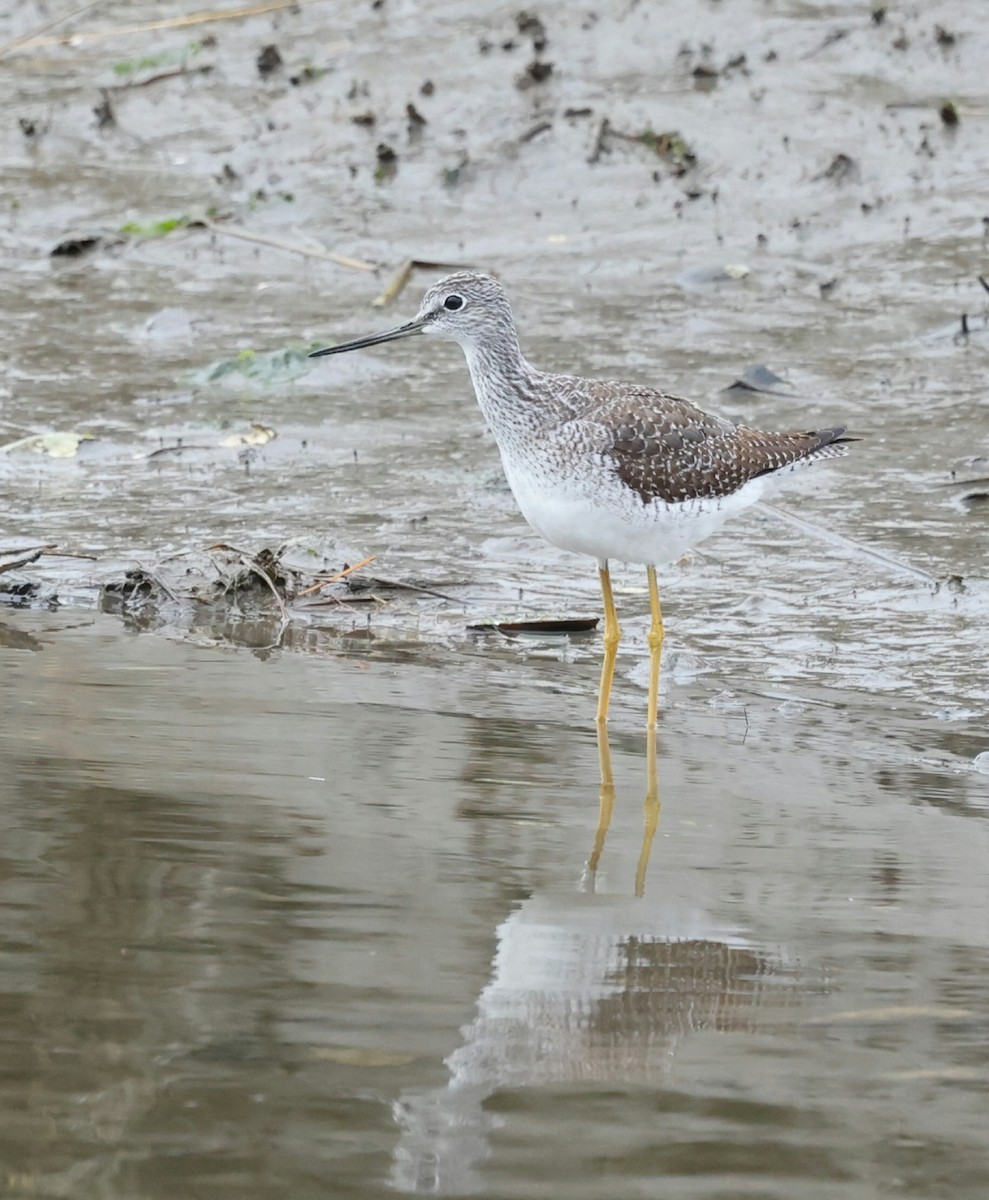 Büyük Sarıbacak - ML644617477