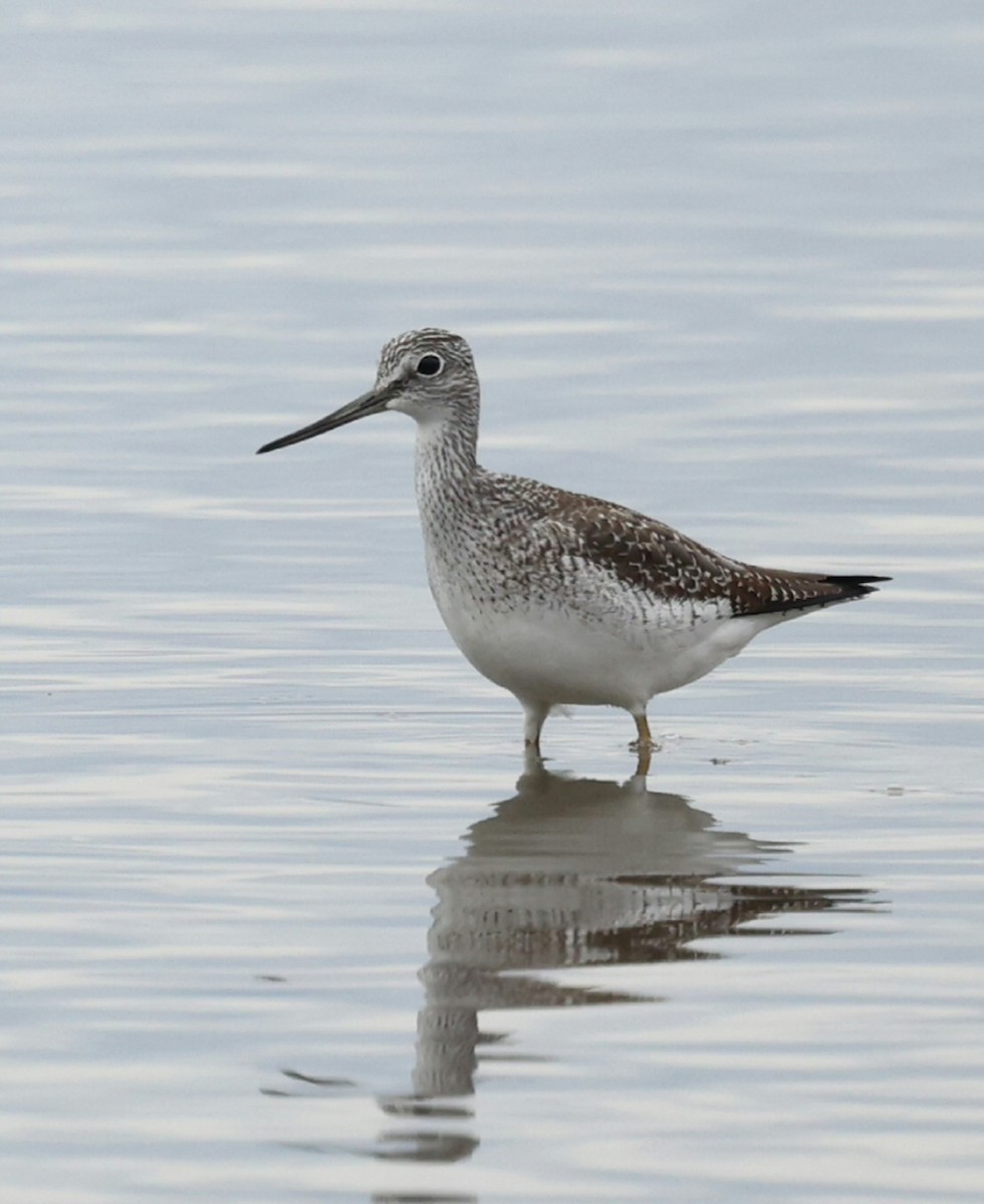 Büyük Sarıbacak - ML644617478