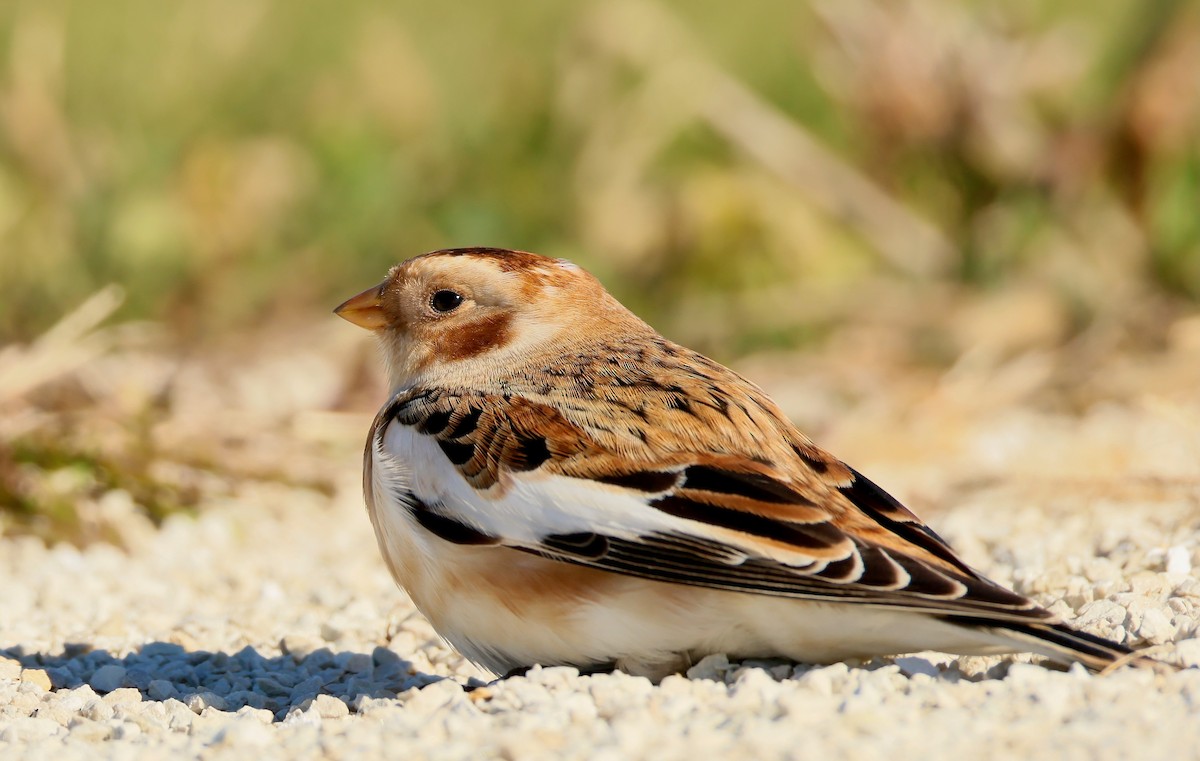 Alaca Çinte - ML644617481