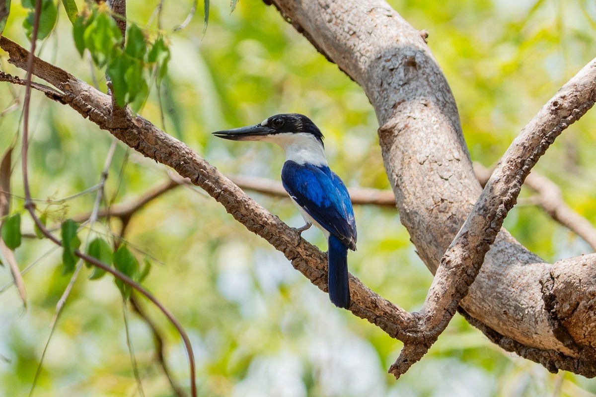 Spiegelliest - ML644617482