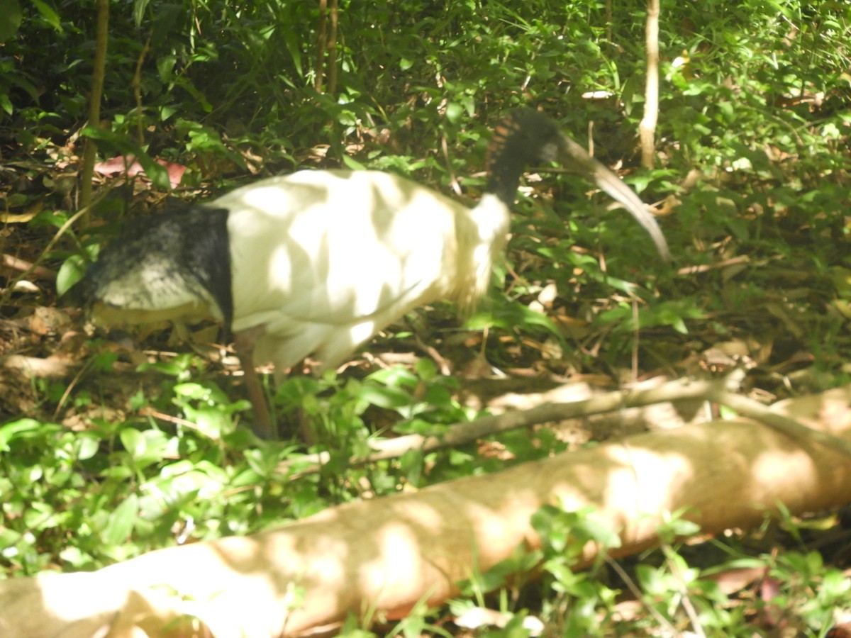 ibis australský - ML644617491