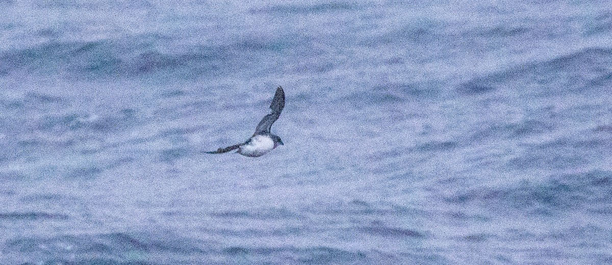 Puffinure plongeur - ML644617493