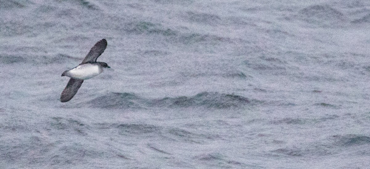 Puffinure plongeur - ML644617494