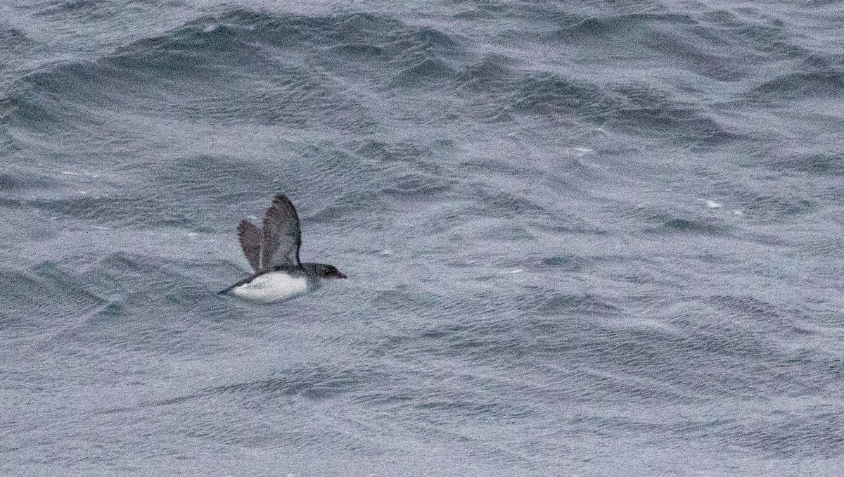 Puffinure plongeur - ML644617495