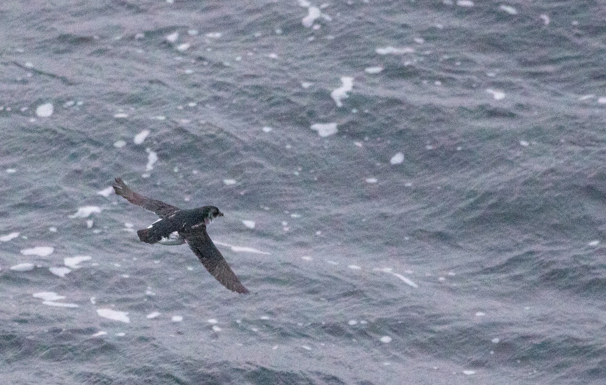 Puffinure plongeur - ML644617497