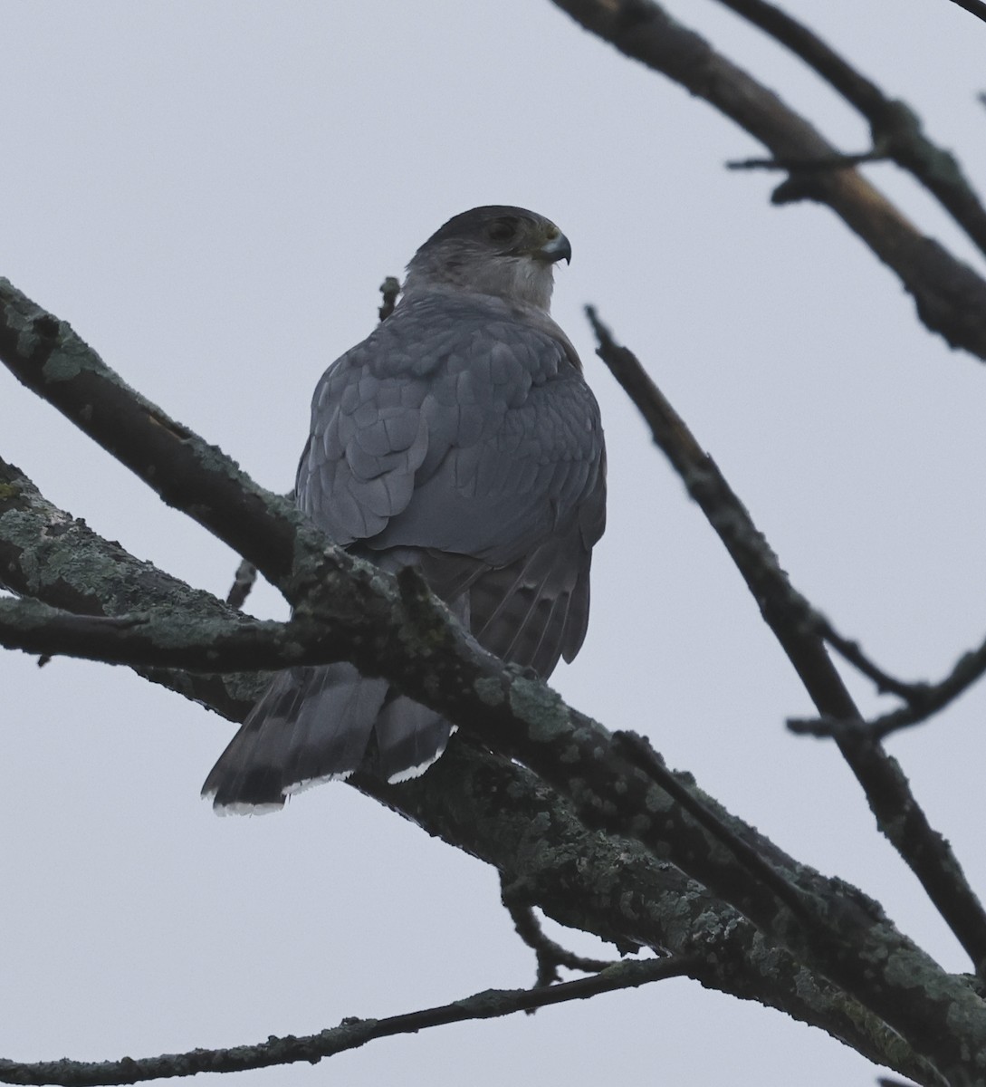 trostehauk - ML644617498