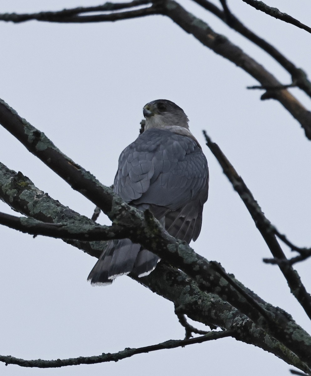 trostehauk - ML644617499