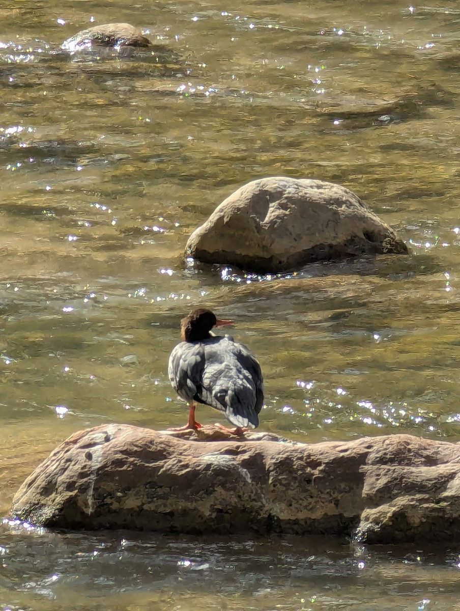 Common Merganser - ML644617508