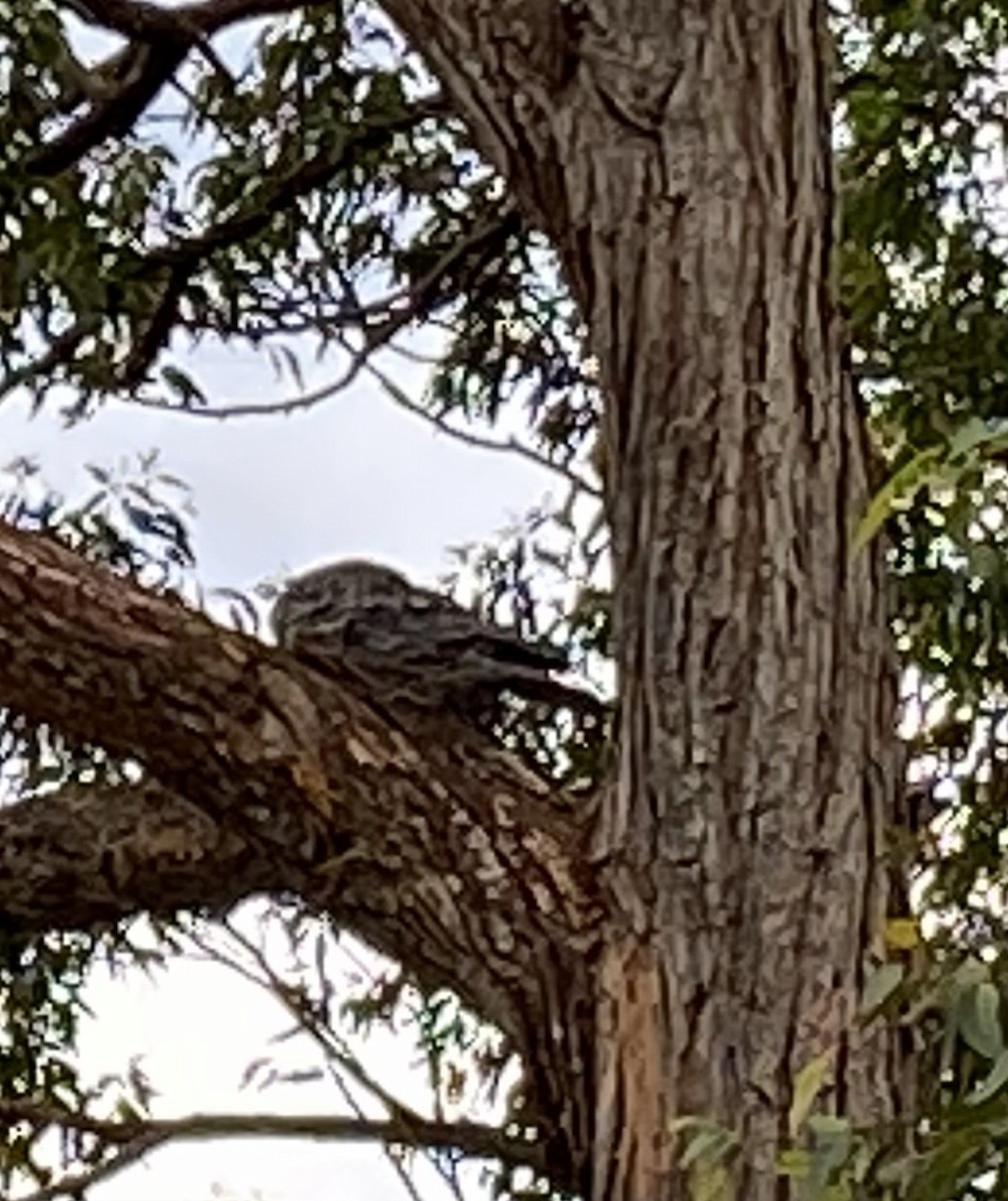 Tawny Frogmouth - ML644617519
