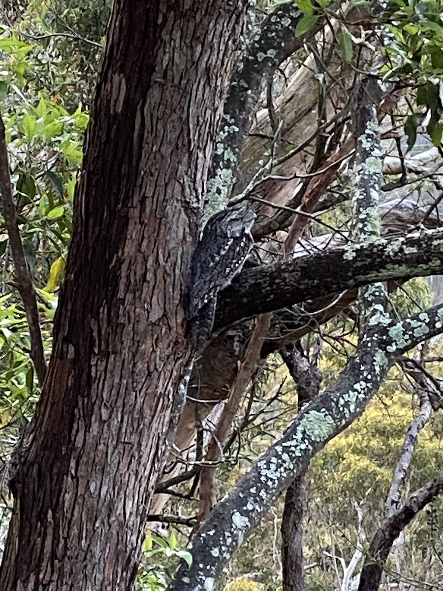 Tawny Frogmouth - ML644617520