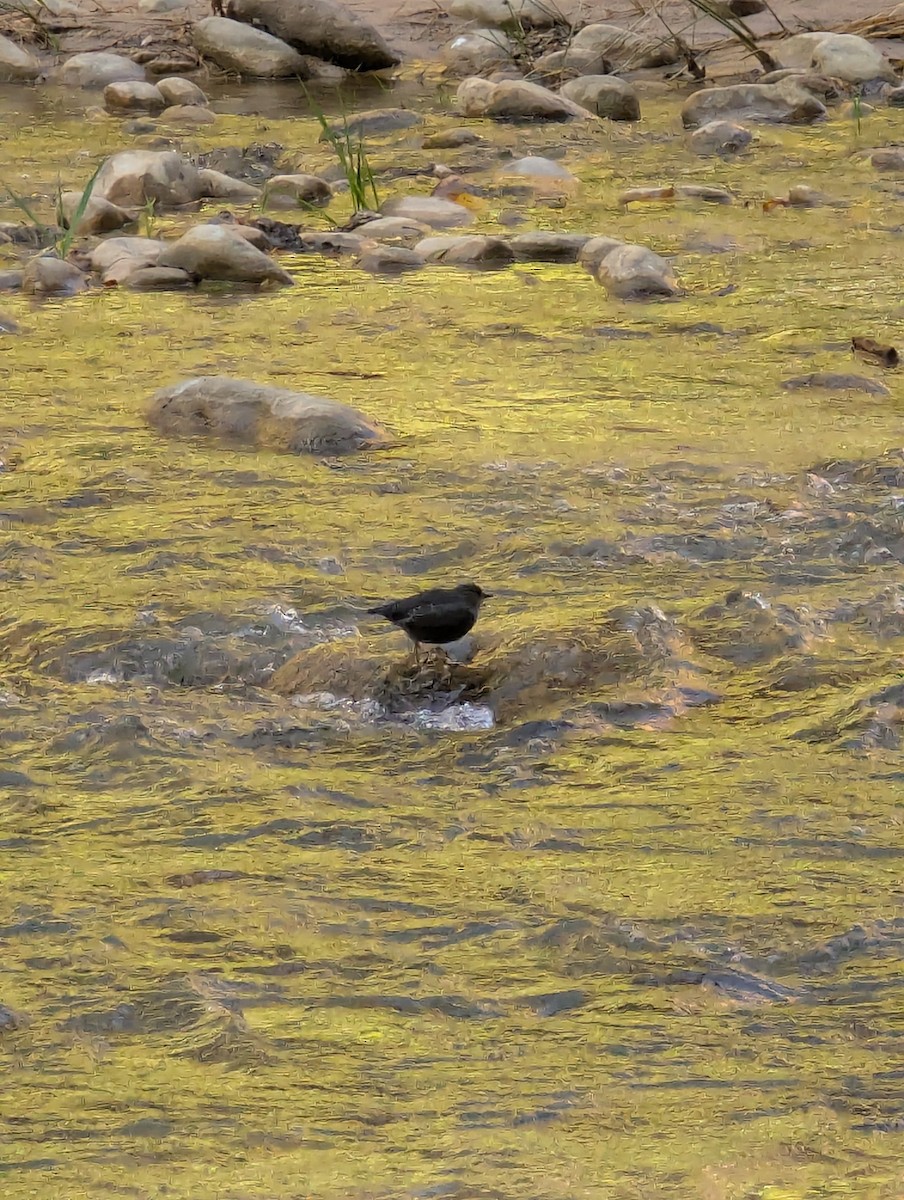 Ur-zozo iparramerikarra - ML644617523