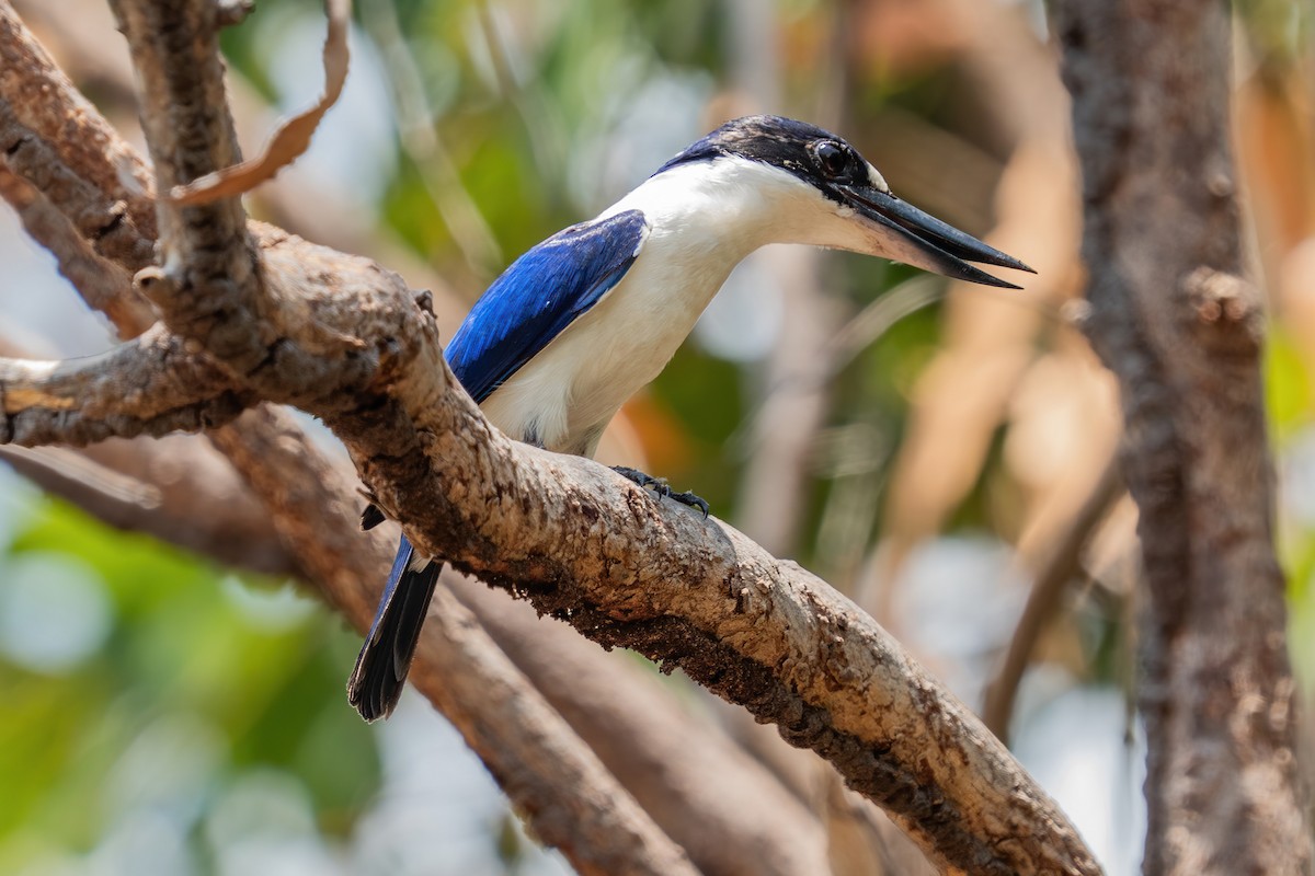 Spiegelliest - ML644617524