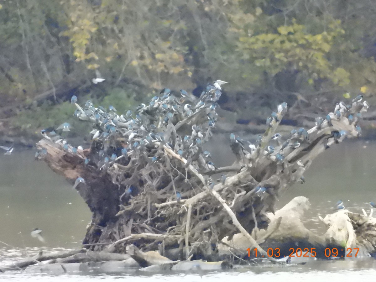 Tree Swallow - ML644617536