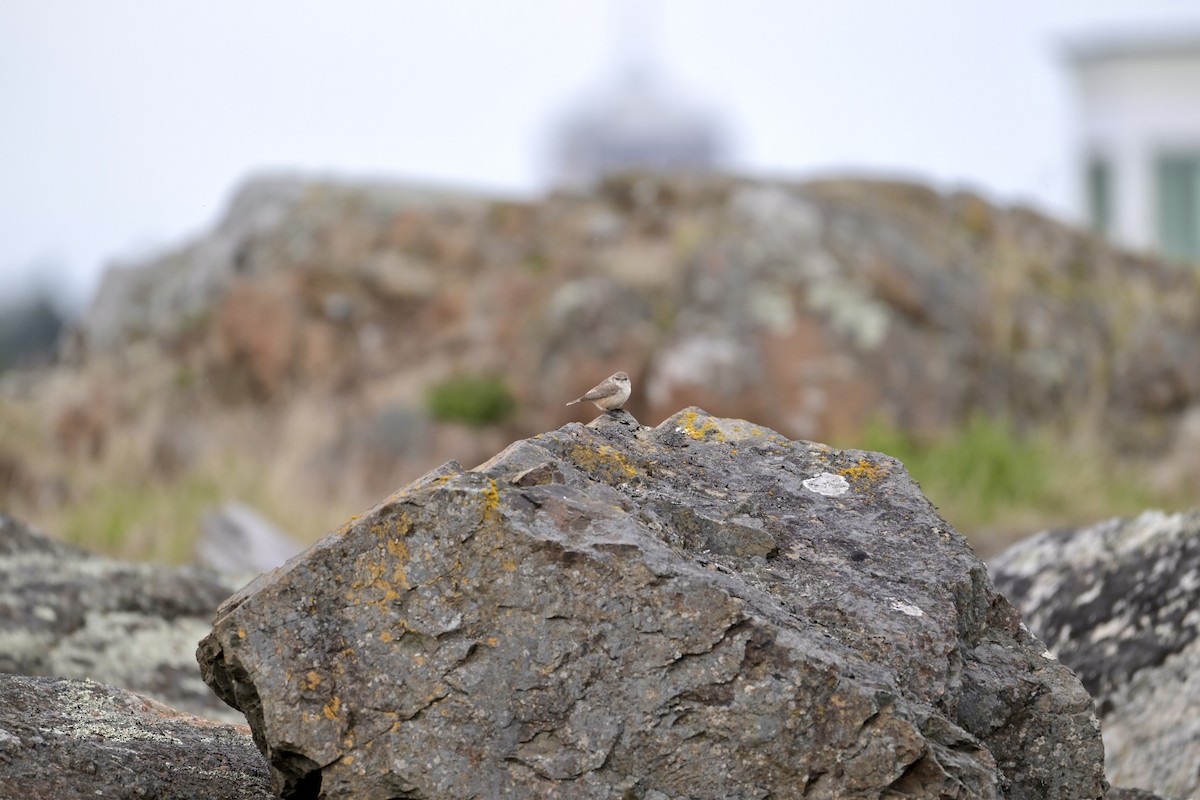 Rock Wren - ML644617548