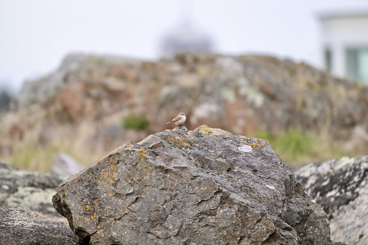 Rock Wren - ML644617549