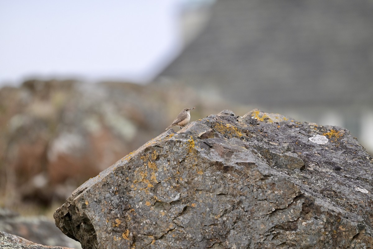 Rock Wren - ML644617550