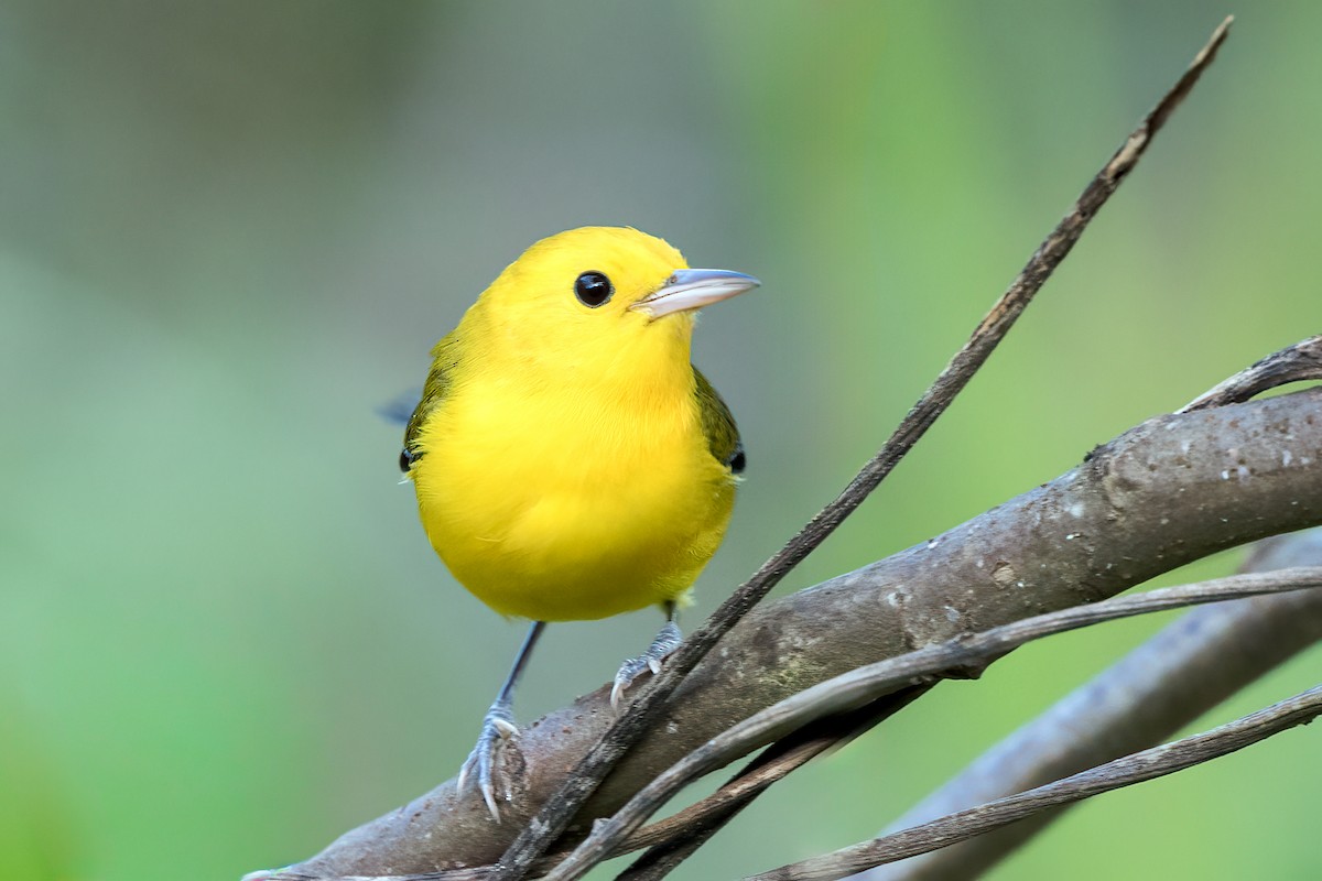 オウゴンアメリカムシクイ - ML644617568