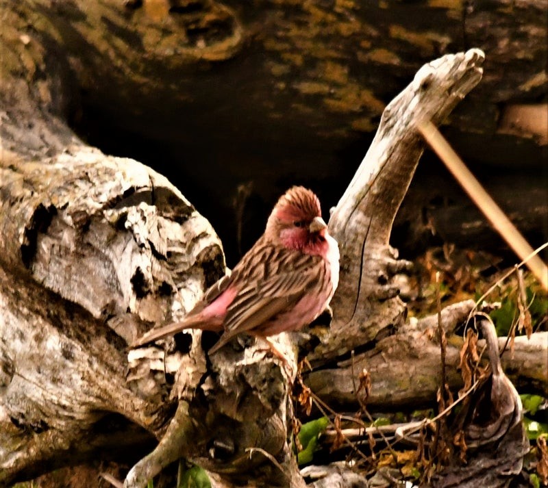 Çin Çütresi - ML644617570