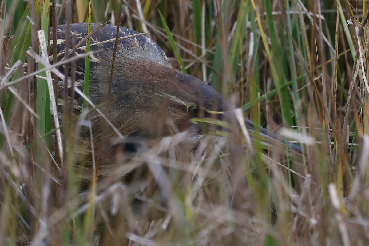 Бугай американський - ML644617577