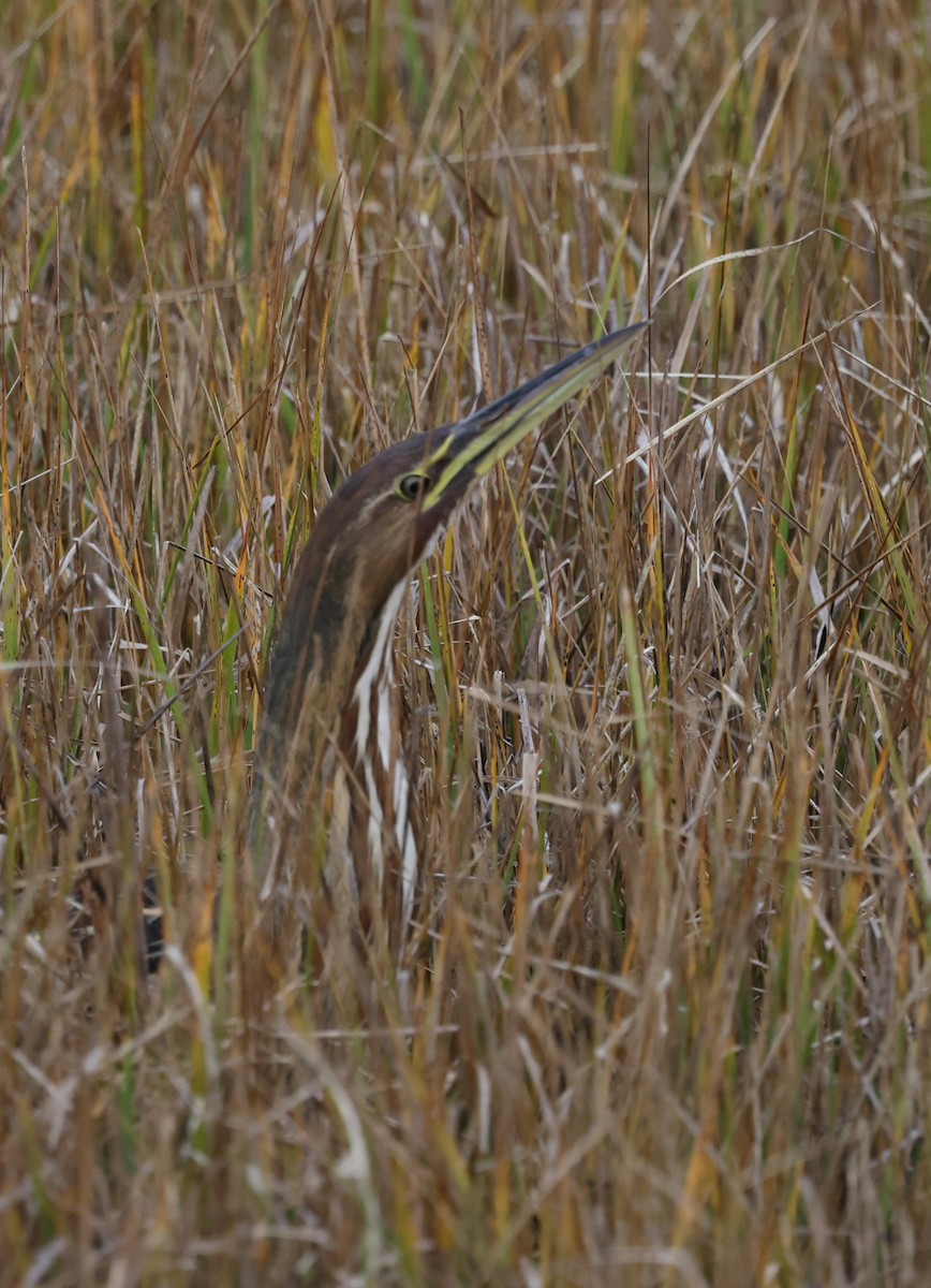 Бугай американський - ML644617578