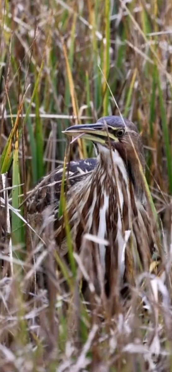 Бугай американський - ML644617579