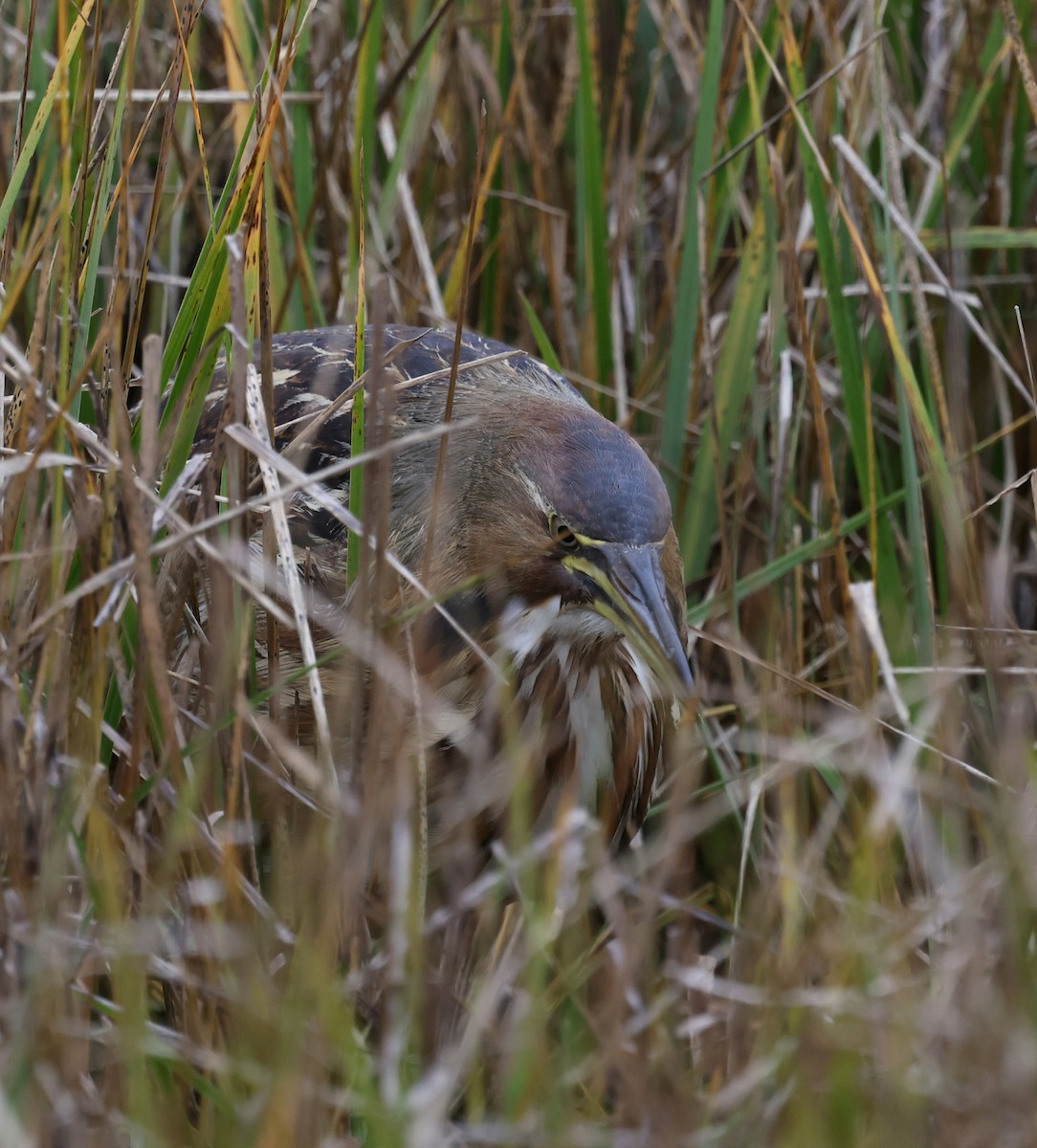 Бугай американський - ML644617580