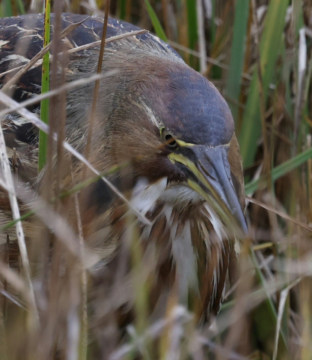 Бугай американський - ML644617581