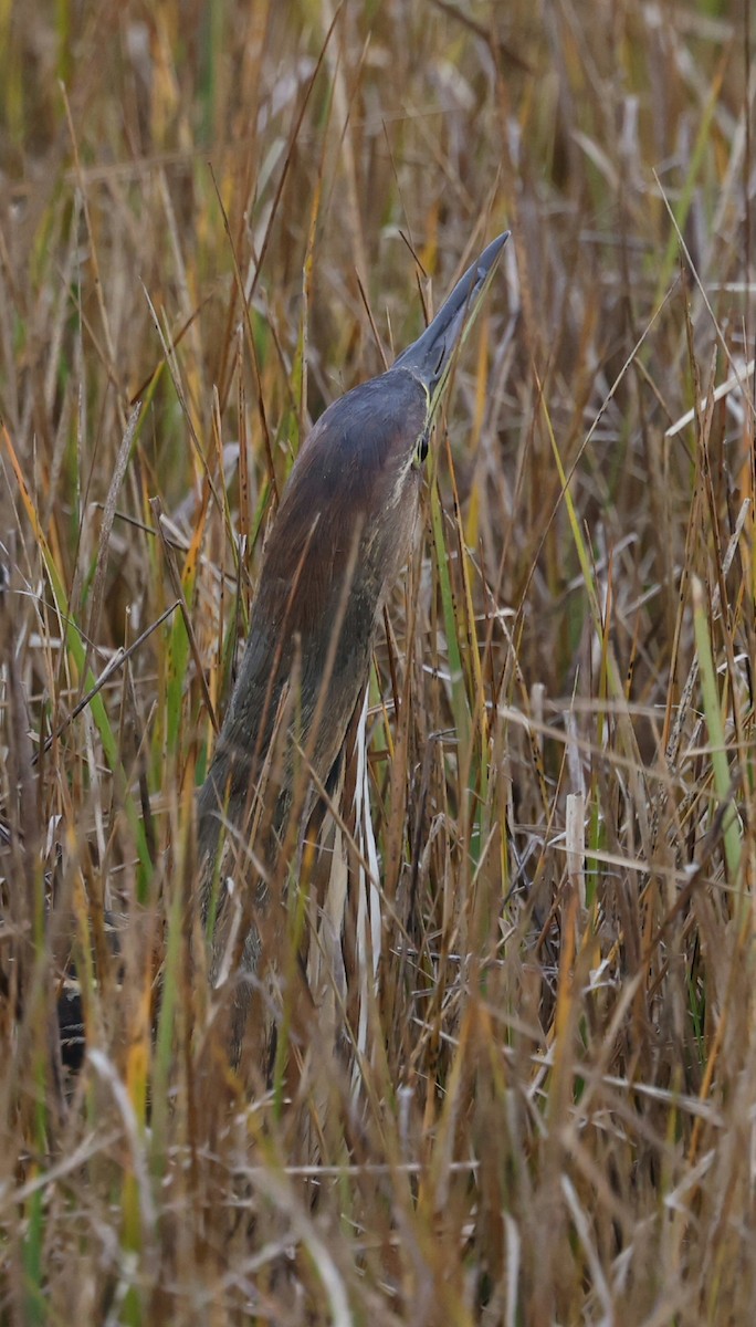 Бугай американський - ML644617582