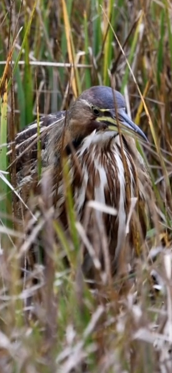 Бугай американський - ML644617584