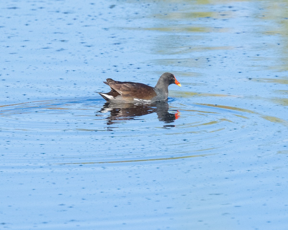 Common Gallinule - ML644617585