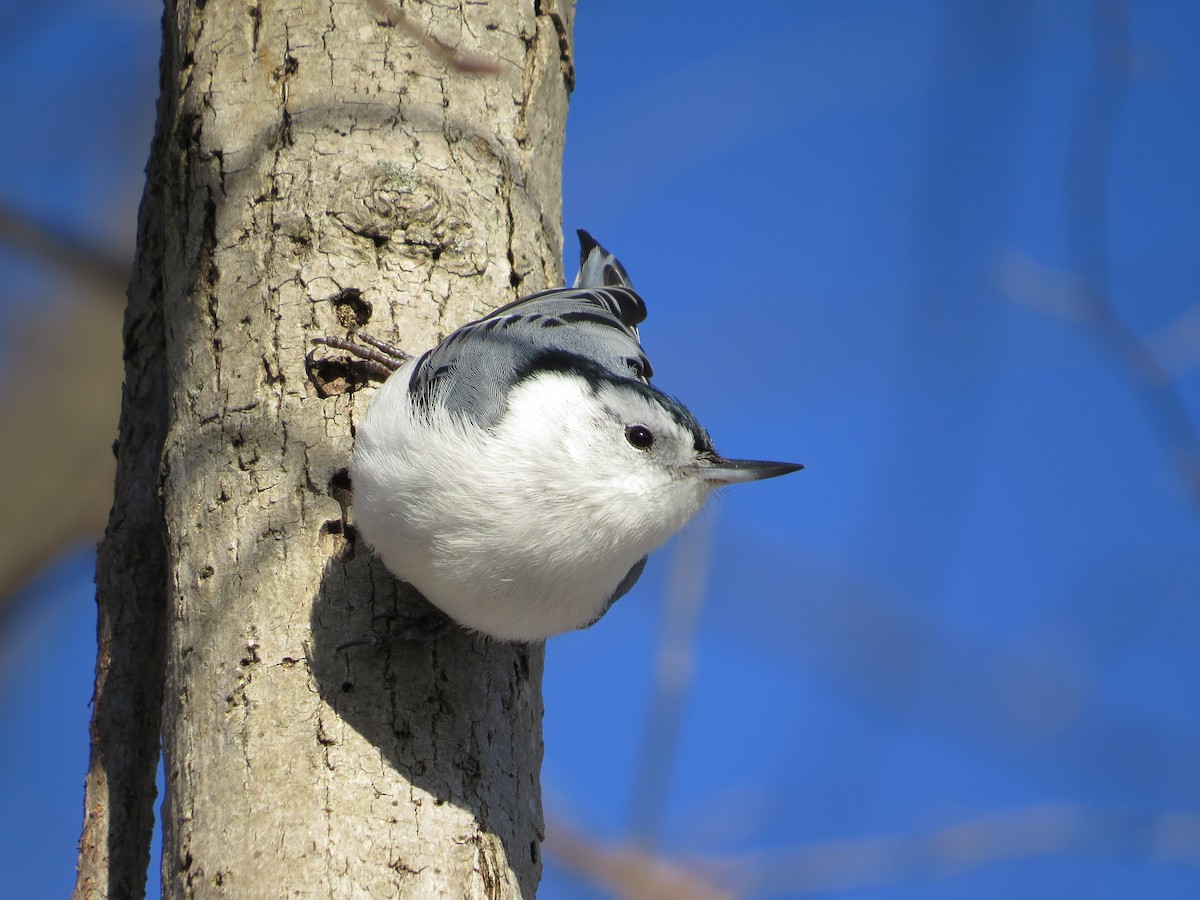 Sittelle à poitrine blanche - ML644617586