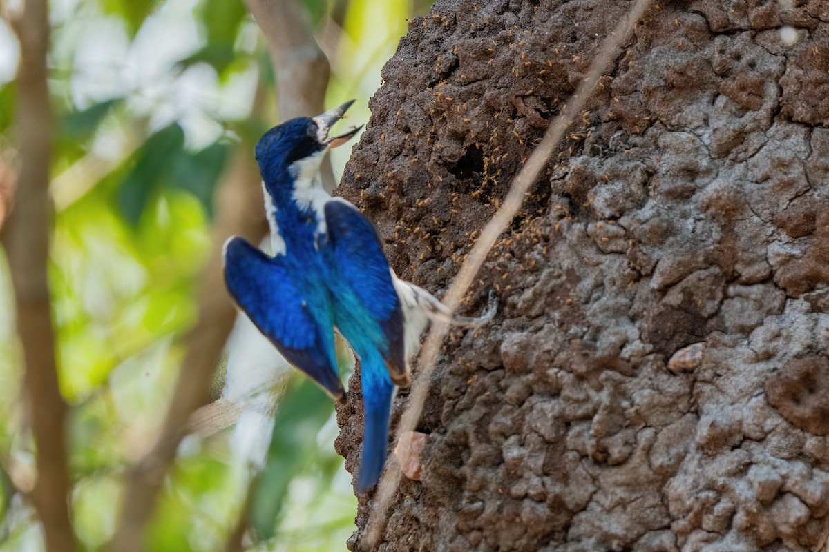 Spiegelliest - ML644617590