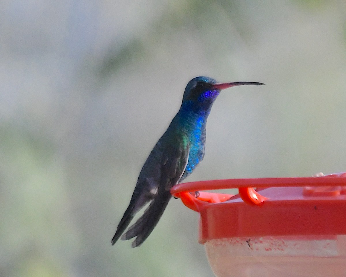 Broad-billed Hummingbird - ML644617593