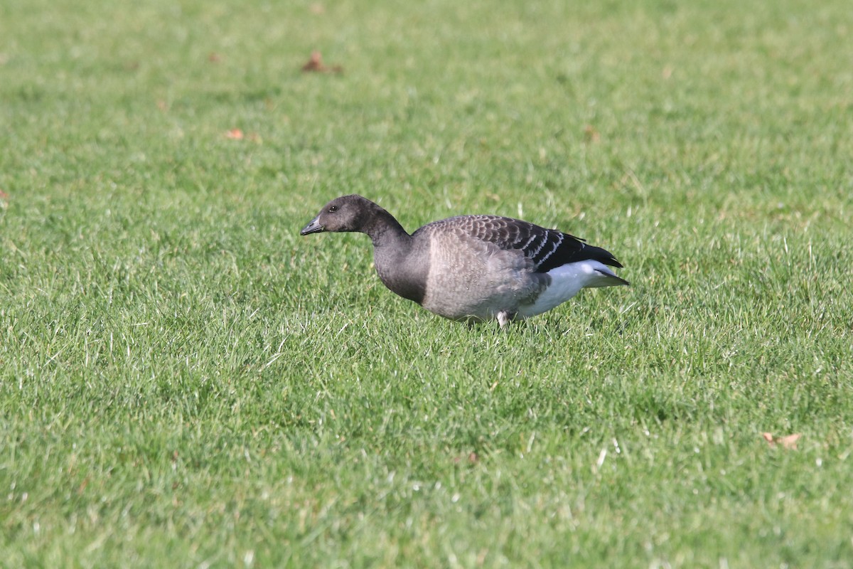 ringgås - ML644617596