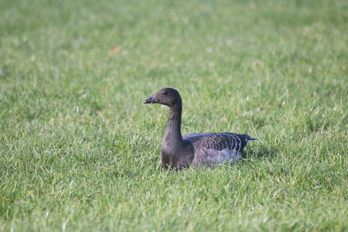 ringgås - ML644617597