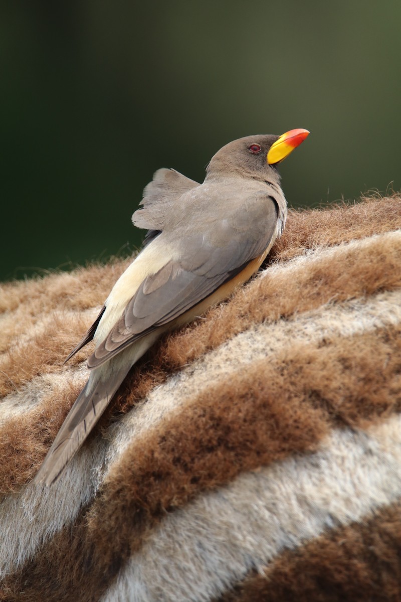 Yellow-billed Oxpecker - ML644617605