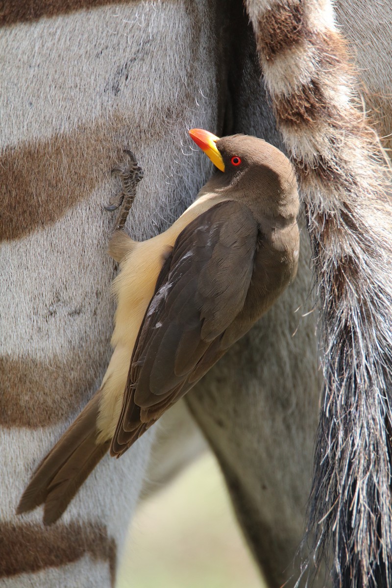 Yellow-billed Oxpecker - ML644617606