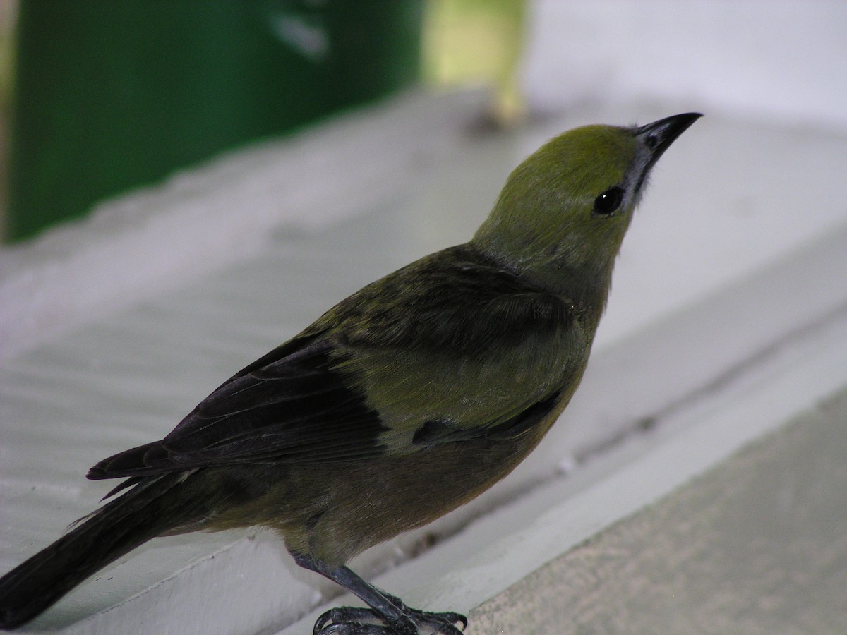 Palm Tanager - ML644617607