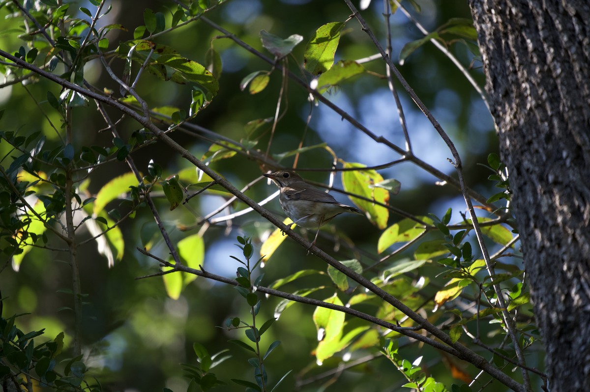Hermit Thrush - ML644617653
