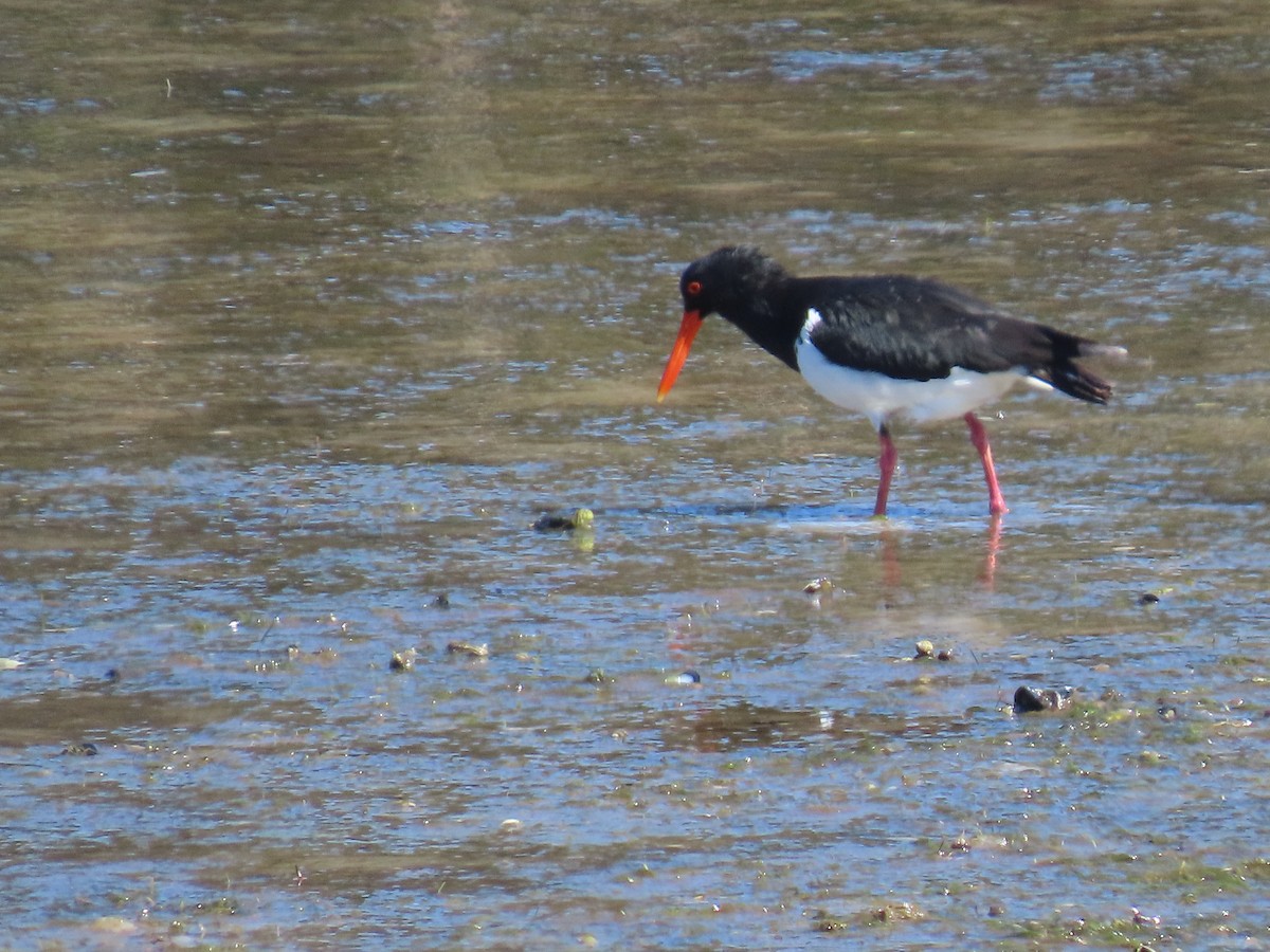 ústřičník dlouhozobý - ML644617658