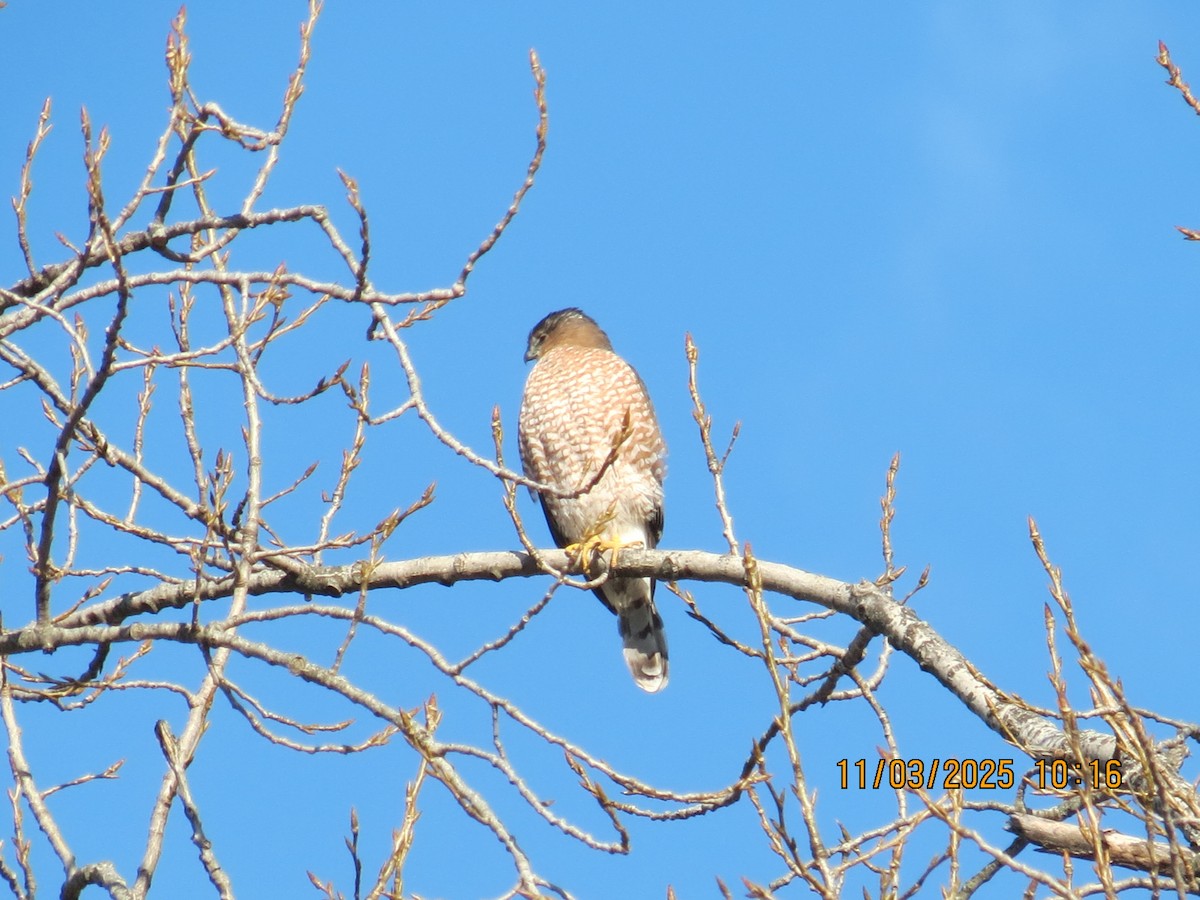 trostehauk - ML644617663