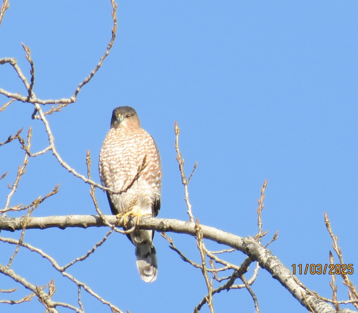 trostehauk - ML644617664