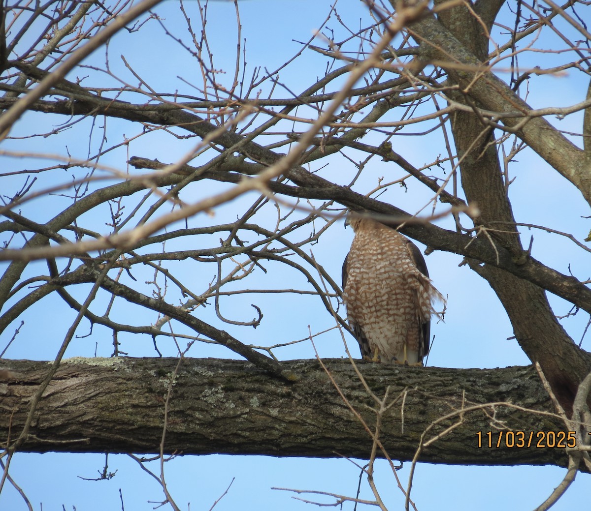 trostehauk - ML644617666