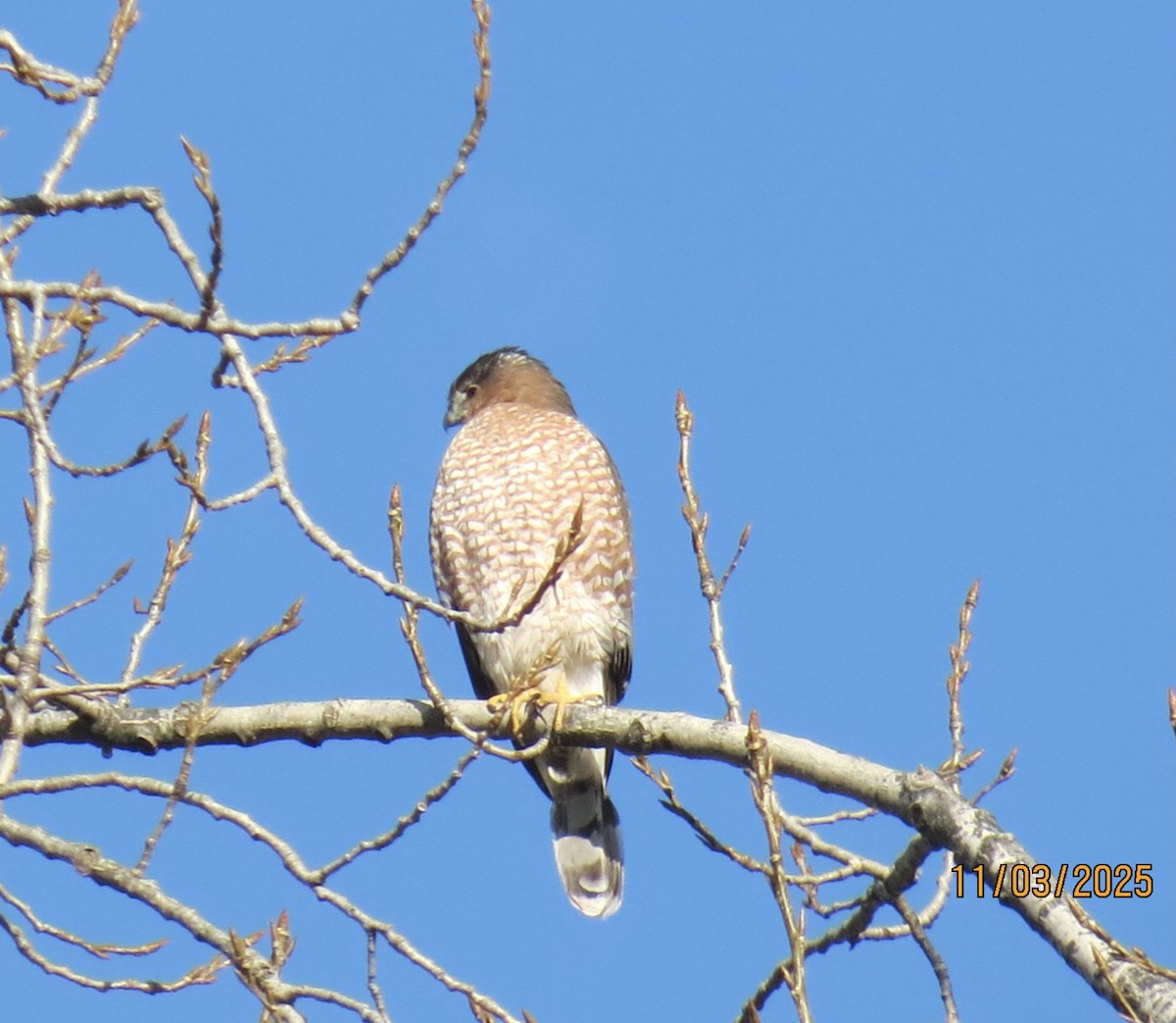 trostehauk - ML644617667